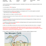 Nitrogen Cycle Worksheet Answers Pdf Diagram Complete