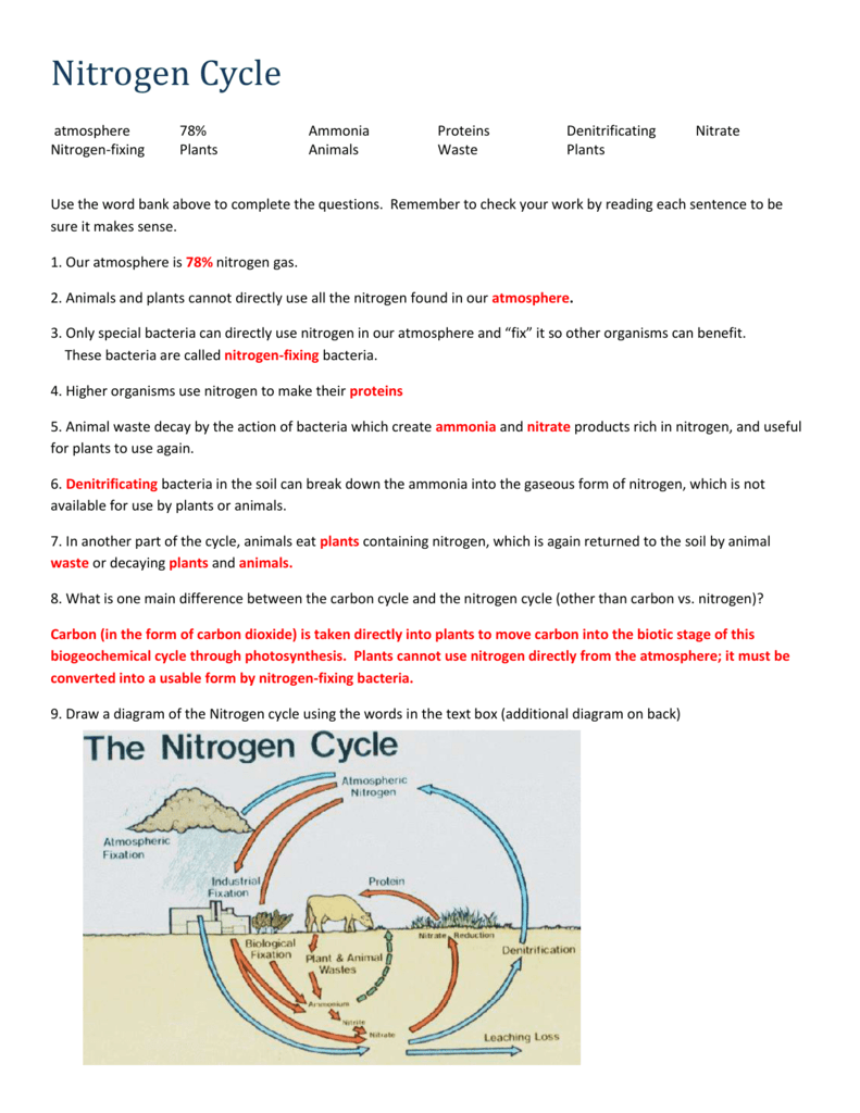 Nitrogen Cycle Worksheet Answers Pdf Diagram Complete