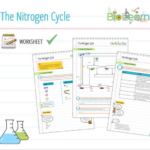 Nitrogen Cycle Worksheet KS4 Teaching Resources