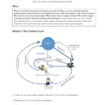 Nutrient Cycles Worksheet Answer Key Bossermandesign