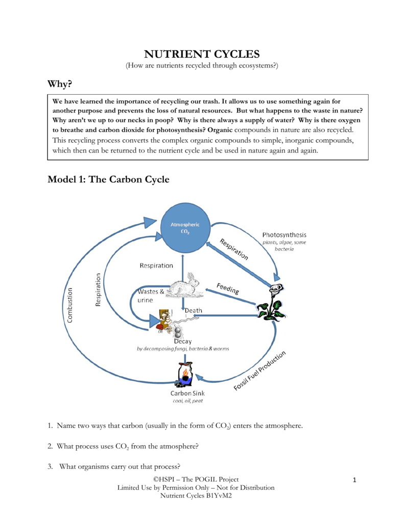 Nutrient Cycles Worksheet Answer Key Bossermandesign