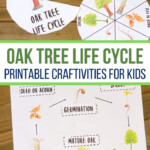 Oak Tree Life Cycle Printable Story Wheel