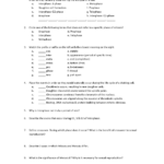 Of Phases Of Mitosis Worksheet Answers Meiosis Matching Worksheet