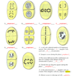 On Each Of The Images Label The Phase Of Meiosis