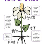 Parts Of A Plant http www teacherspayteachers Product Plant Life