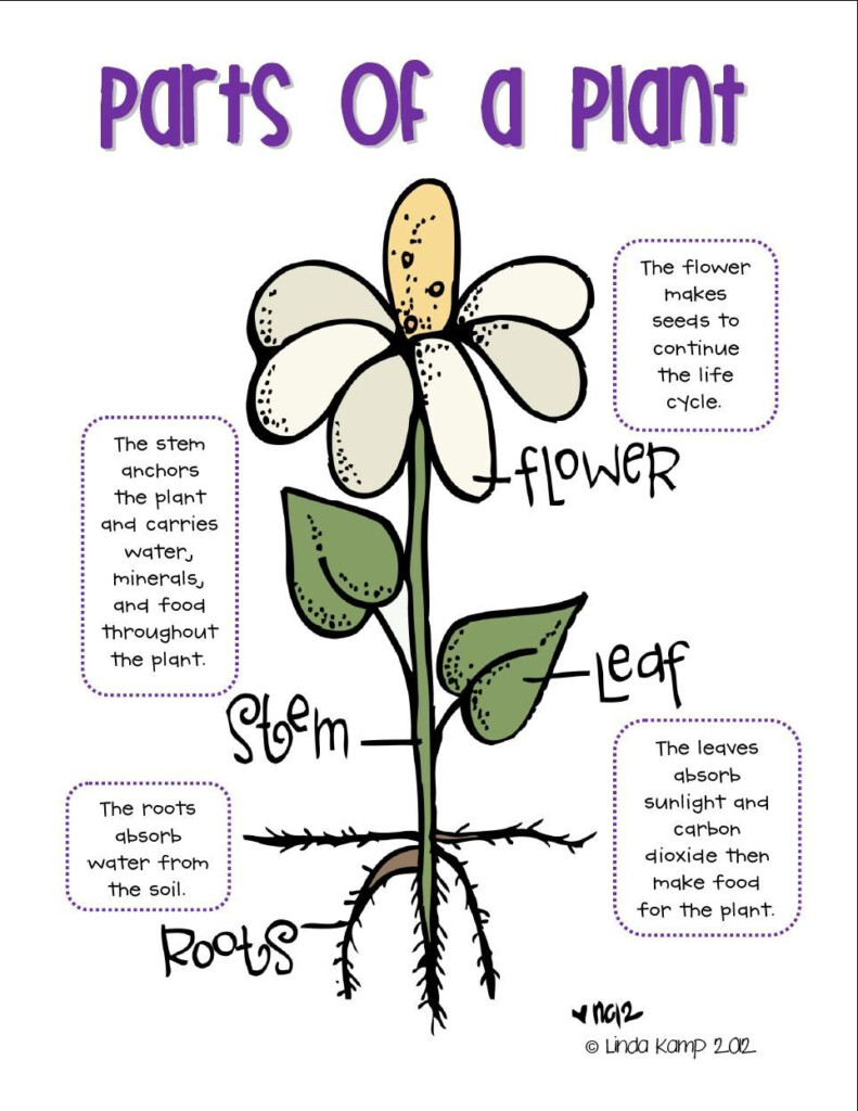 Parts Of A Plant http www teacherspayteachers Product Plant Life 