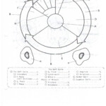 Phases Of The Cell Cycle Worksheet Answers Nidecmege