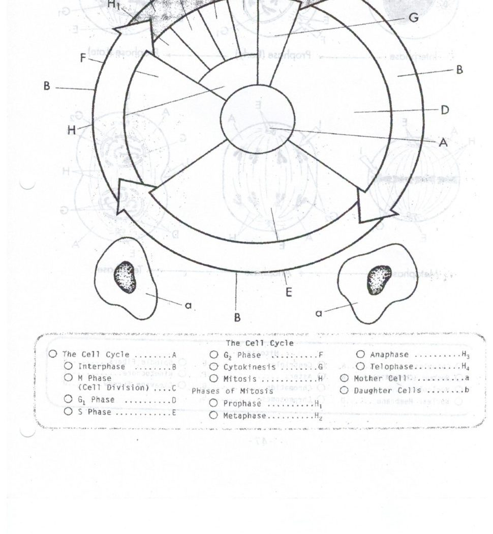 Phases Of The Cell Cycle Worksheet Answers Nidecmege