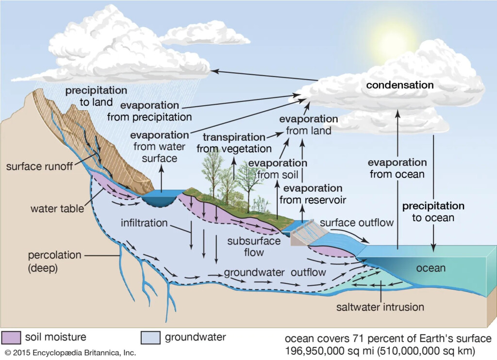 Phosphorus Cycle Worksheet Answers Printable Worksheets And 