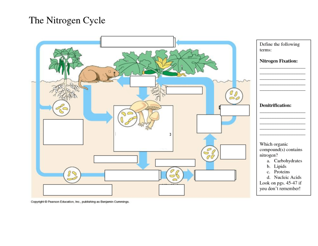 Phosphorus Cycle Worksheet Answers Printable Worksheets And 