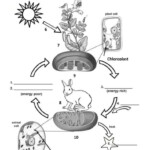 Photosynthesis And Cellular Respiration Cycle Worksheet Teaching