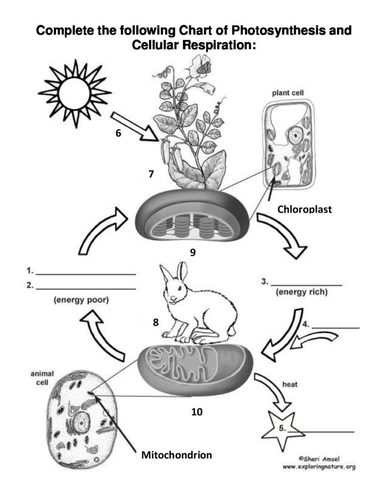 Photosynthesis And Cellular Respiration Cycle Worksheet Teaching 