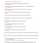 Photosynthesis And Cellular Respiration Worksheet Answers Briefencounters