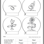 Pin By Ayesha Ansari On Kindergarten Plant Life Cycle Life Cycles