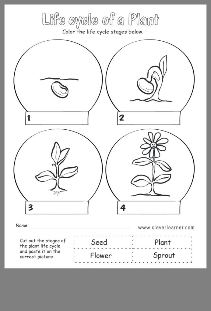 Pin By Ayesha Ansari On Kindergarten Plant Life Cycle Life Cycles 