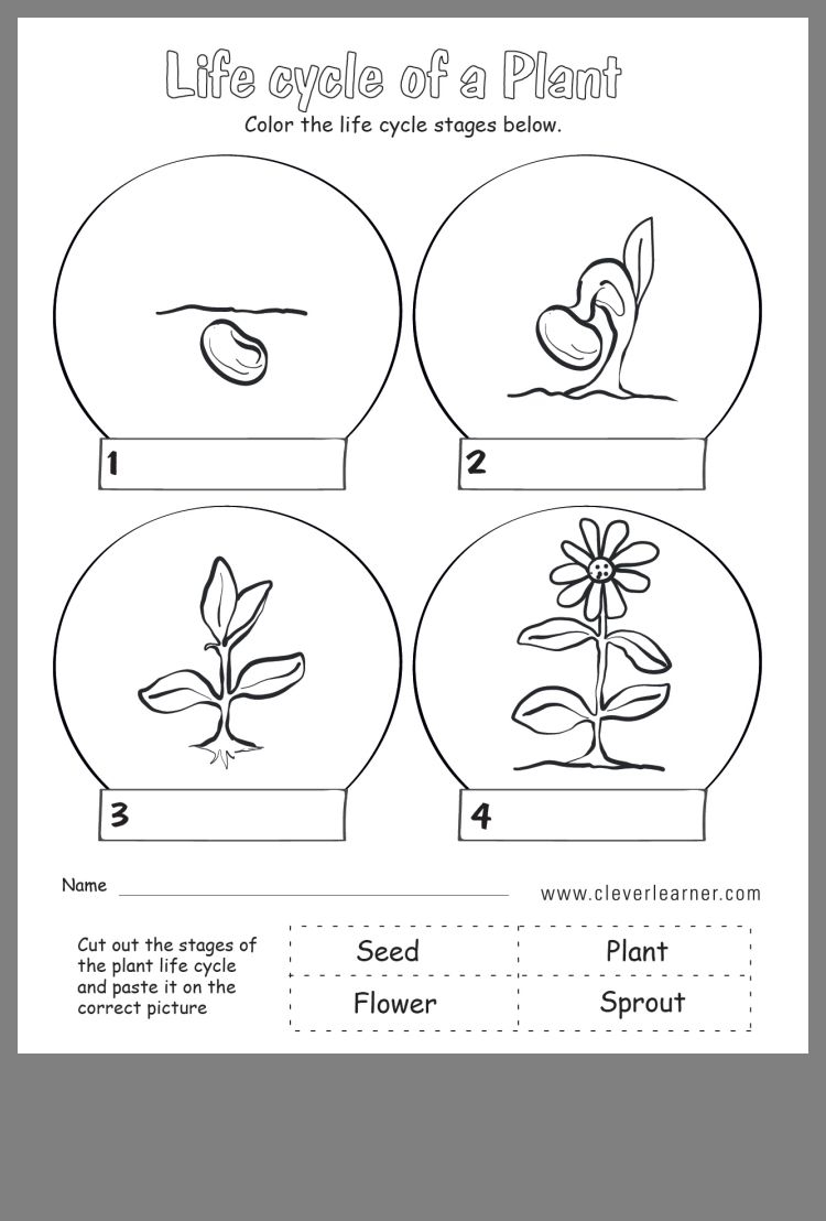 Pin By Ayesha Ansari On Kindergarten Plant Life Cycle Life Cycles