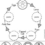 Pin By Marianne Maloy On Bees Bee Life Cycle Bee Activities Life Cycles