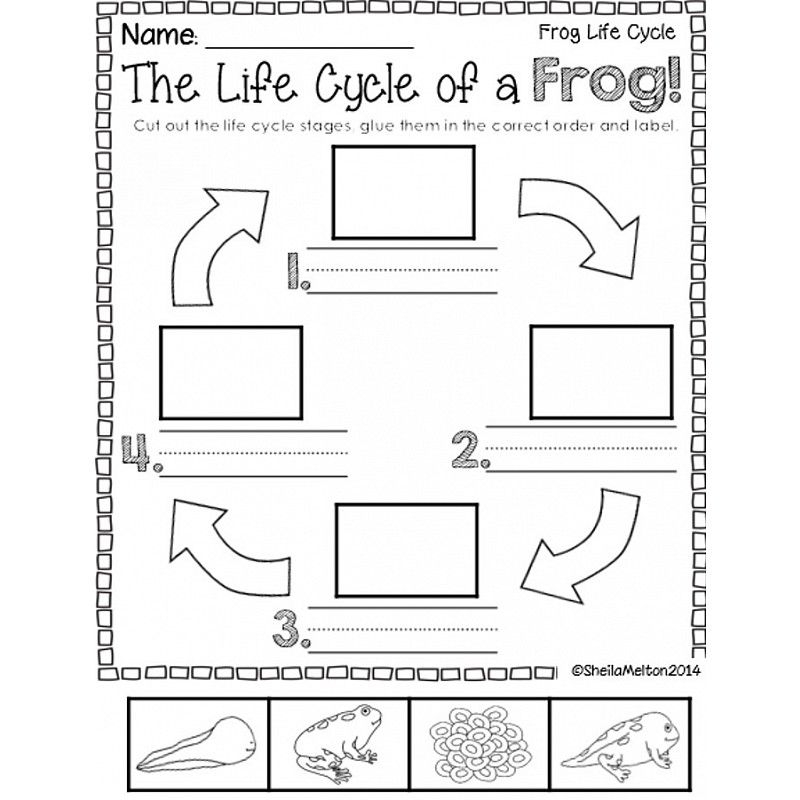 Life Cycle Of An Amphibian Worksheets - CycleWorksheet.com