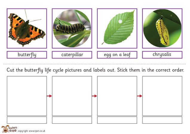 Pin By Miss D On Global Gardens Life Cycles Butterfly Life Cycle 