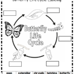 Pin By ROSY On TpT Science Lessons Butterfly Life Cycle Animal Life