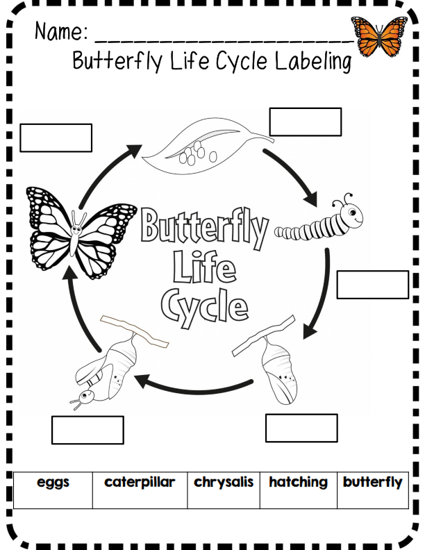 Pin By ROSY On TpT Science Lessons Butterfly Life Cycle Animal Life 