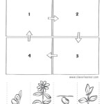 Pin By Shabana Islam On Jubchayworksheet Plant Life Cycle Flower