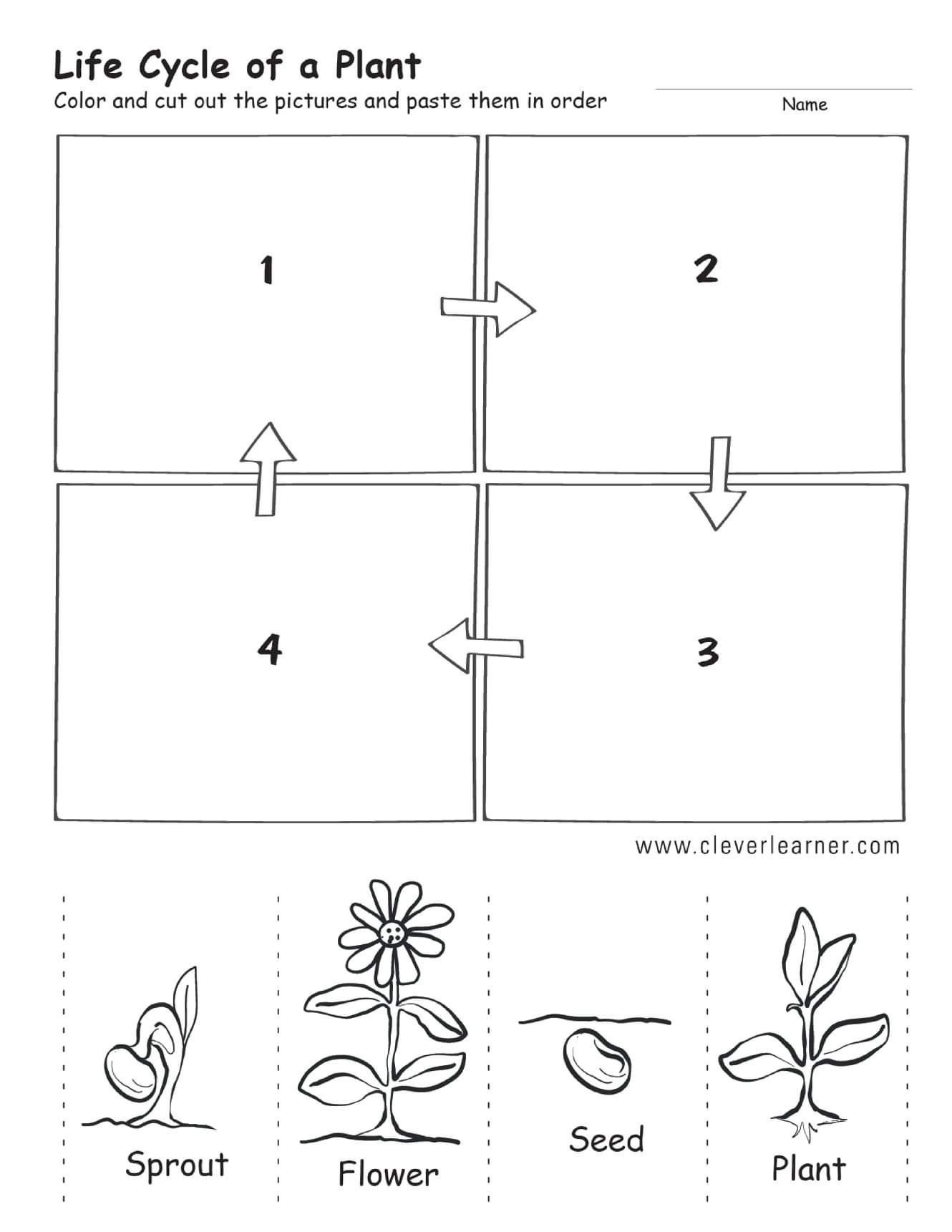 Pin By Shabana Islam On Jubchayworksheet Plant Life Cycle Flower 