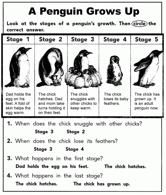 Pin On Curriculum Unit Penguins