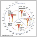 Pin On Menstrual Cycle