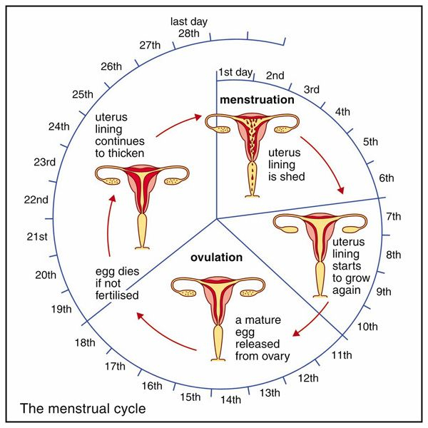 Pin On Menstrual Cycle