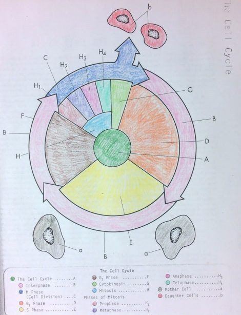 Pin On Printable Education Worksheet Templates