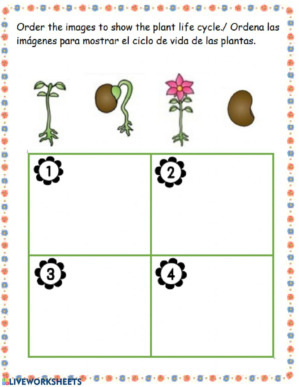 Plant Cycle Worksheet