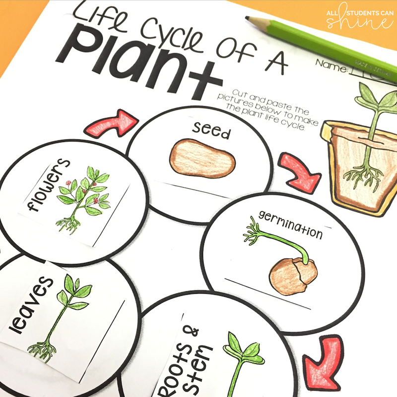 Plant Ideas Activities Plants Life Cycle Activities Plant Life