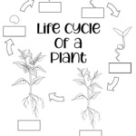 Plant Life Cycle For Kids Free Worksheets In 2021 Plant Life Cycle