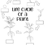 Plant Life Cycle For Kids Free Worksheets In 2021 Plant Life Cycle