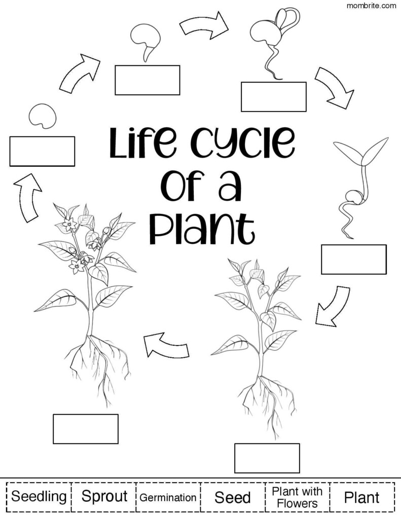 Plant Life Cycle For Kids Free Worksheets In 2021 Plant Life Cycle 