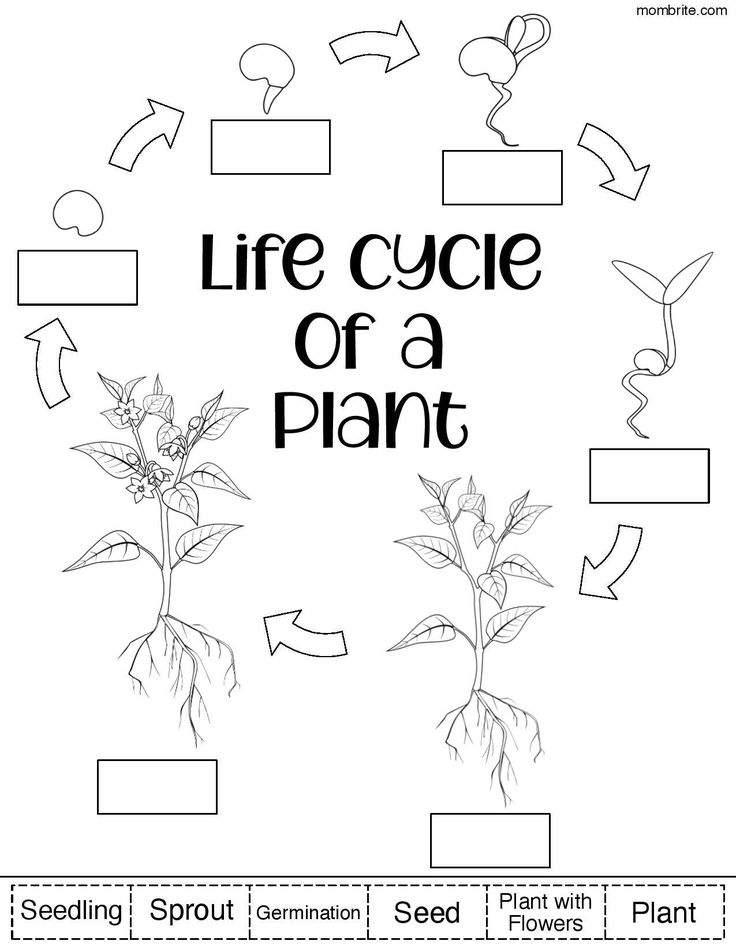 Plant Life Cycle For Kids Free Worksheets In 2021 Plant Life Cycle 
