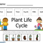 Plant Life Cycle Interactive Worksheet