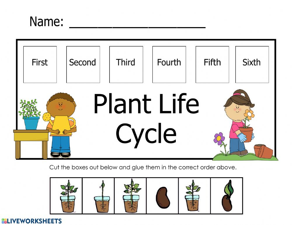 Plant Life Cycle Interactive Worksheet