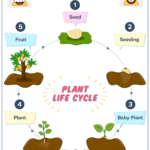 Plant Life Cycle Plant Life Cycle Cycle For Kids Life Cycles