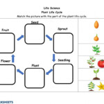 Plant Life Cycle Worksheet