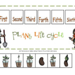 Plant Life Cycle Worksheet 3rd Grade Briefencounters
