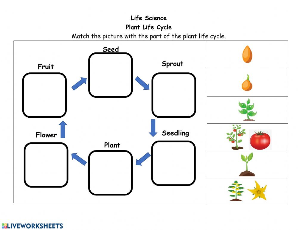 Plant Life Cycle Worksheet