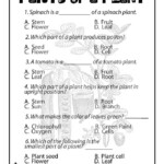 Plant Life For Kids Parts Of Plants Worksheet Classroom Jr Science