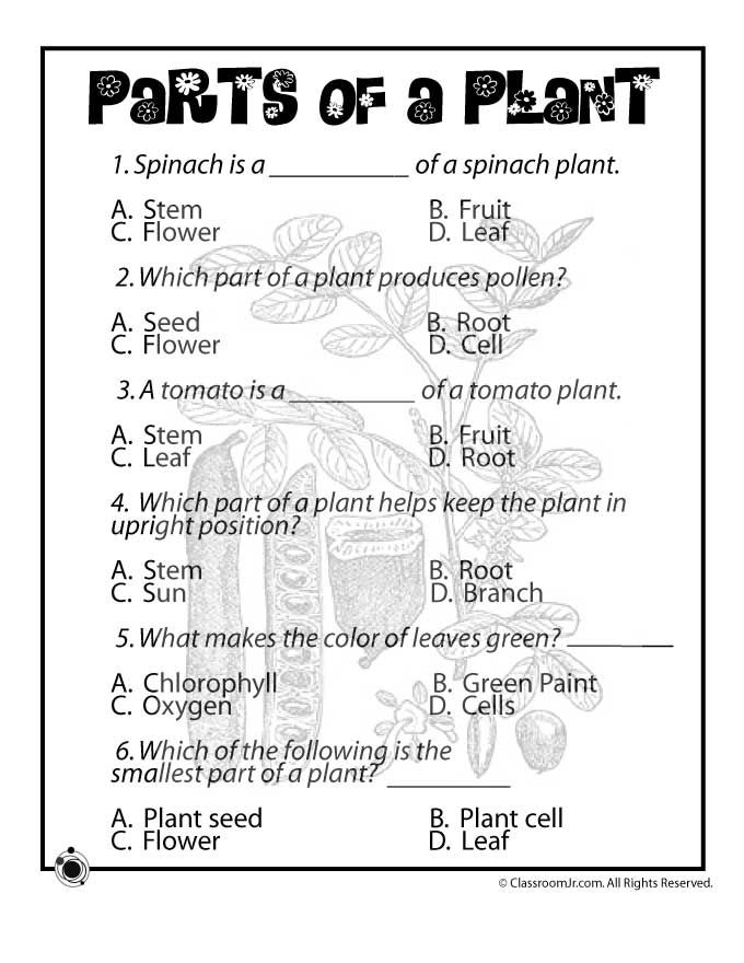 Plant Life For Kids Parts Of Plants Worksheet Classroom Jr Science