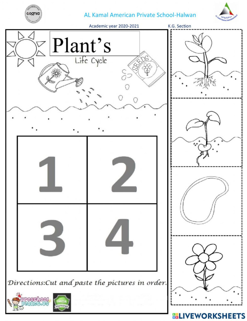 Plant s Life Cycle Worksheet