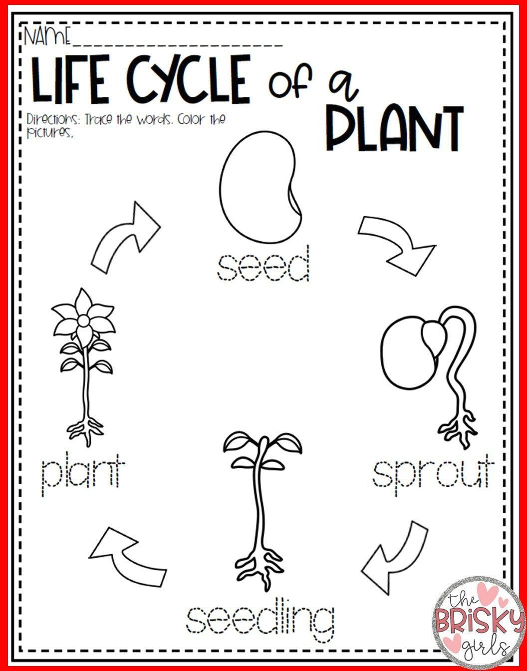 Plants All About Plants Plant Life Cycle Seed To Plant Take Home