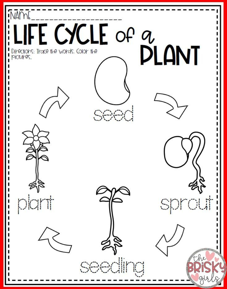 Plants Kindergarten Plants First Grade Plant Life Cycle Parts Of