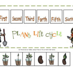 Plants On Pinterest Plant Life Cycles Life Cycles And Emergent Readers