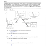 Pogil Activities For Ap Biology Answer Key Glycolysis And The Krebs